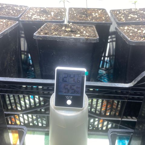 Shark Widow growlog photo: 1 semaine depuis germination