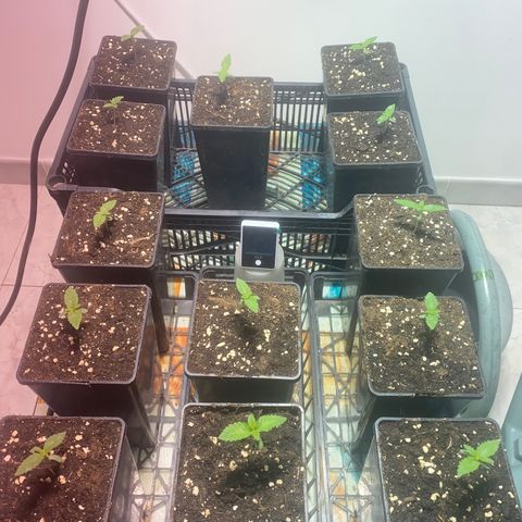 Shark Widow growlog photo: 1 semaine depuis germination