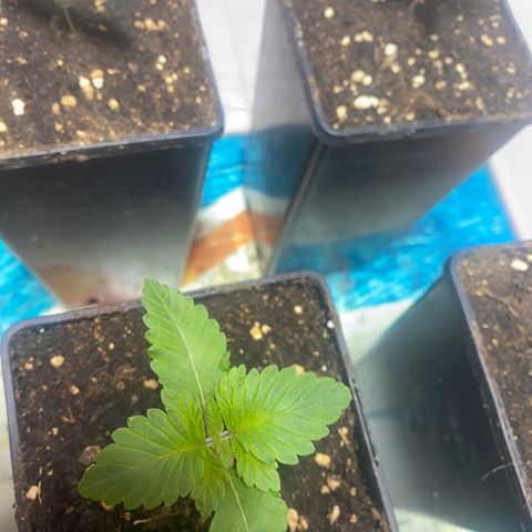 Shark Widow growlog timeline photo