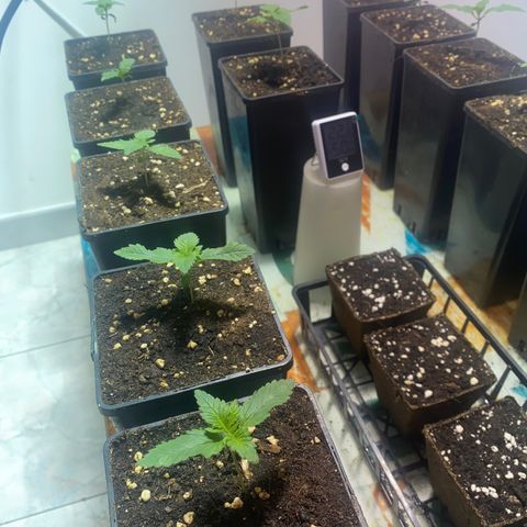 Shark Widow growlog timeline photo
