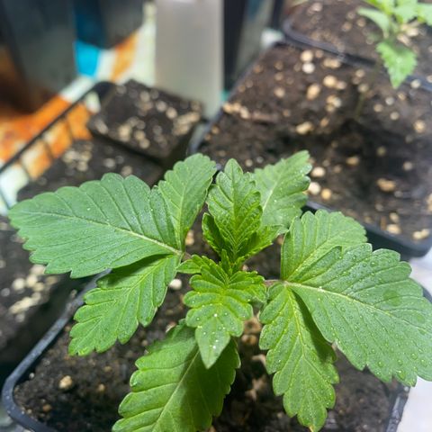 Shark Widow growlog timeline photo
