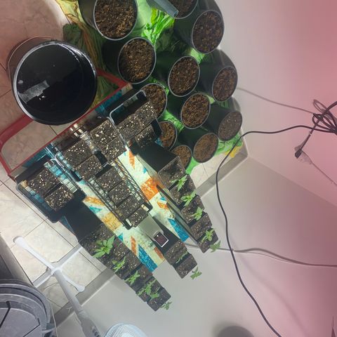 Shark Widow growlog timeline photo