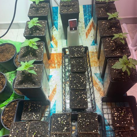 Shark Widow growlog timeline photo