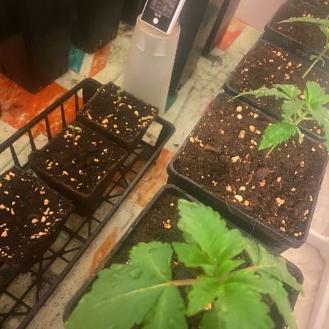 Shark Widow growlog timeline photo
