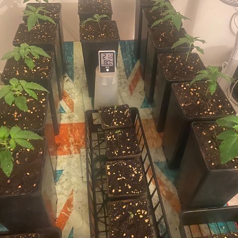 Shark Widow growlog timeline photo