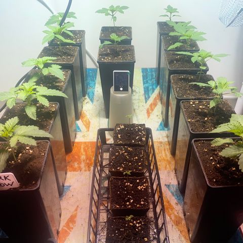 Shark Widow growlog timeline photo