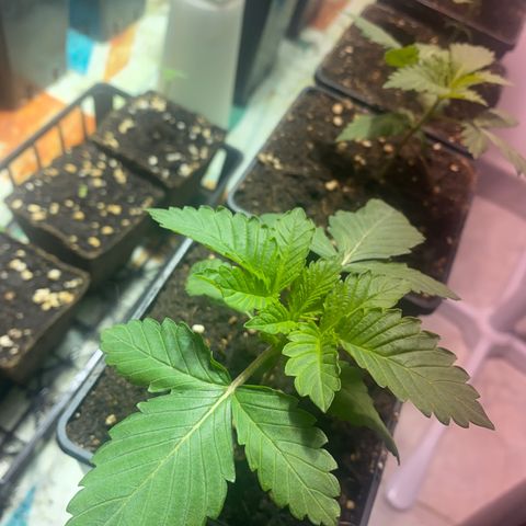 Shark Widow growlog timeline photo