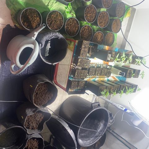 Shark Widow growlog timeline photo