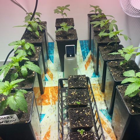 Shark Widow growlog timeline photo