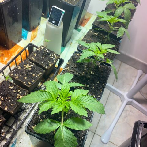 Shark Widow growlog timeline photo