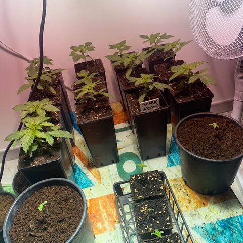 Shark Widow growlog timeline photo