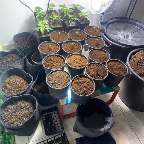 Shark Widow growlog timeline photo
