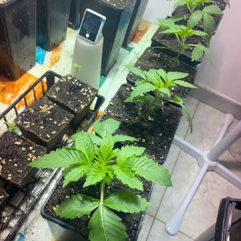 Shark Widow growlog timeline photo
