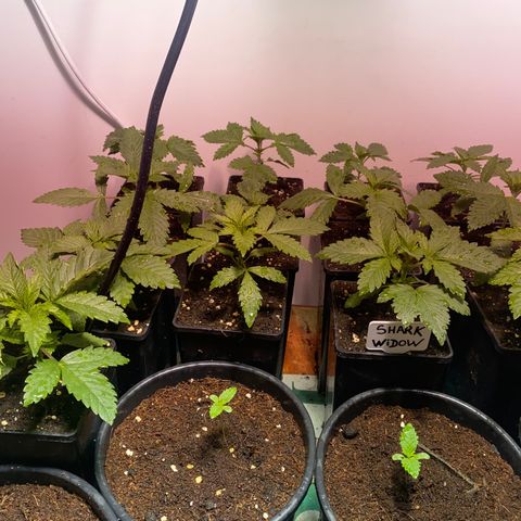 Shark Widow growlog timeline photo