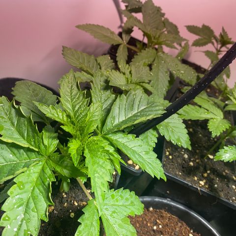Shark Widow growlog timeline photo