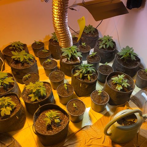 Shark Widow growlog timeline photo