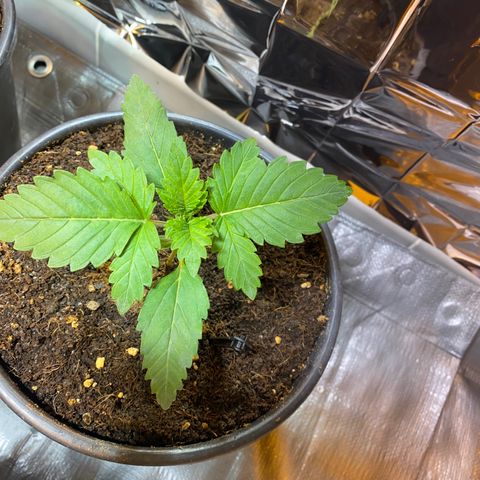 Shark Widow growlog timeline photo