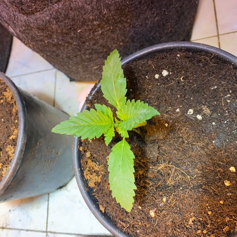 Shark Widow growlog timeline photo