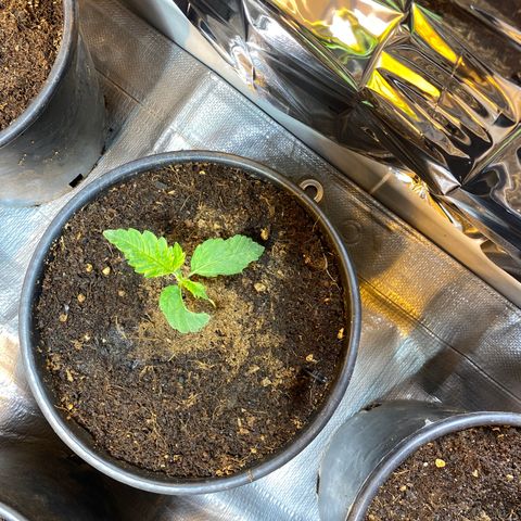 Shark Widow growlog timeline photo