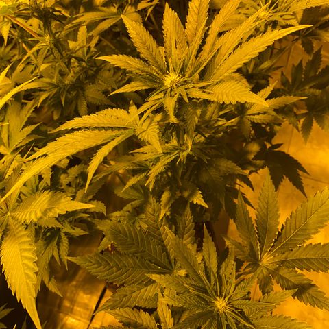 Shark Widow growlog timeline photo
