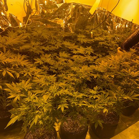 Shark Widow growlog timeline photo