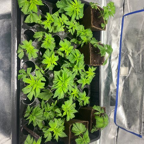 Shark Widow growlog timeline photo