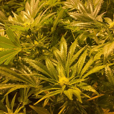 Shark Widow growlog timeline photo