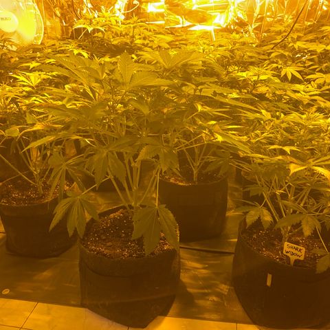 Shark Widow growlog timeline photo