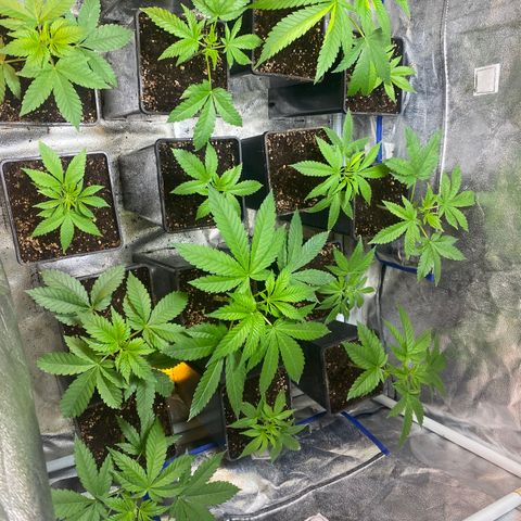 Shark Widow growlog timeline photo