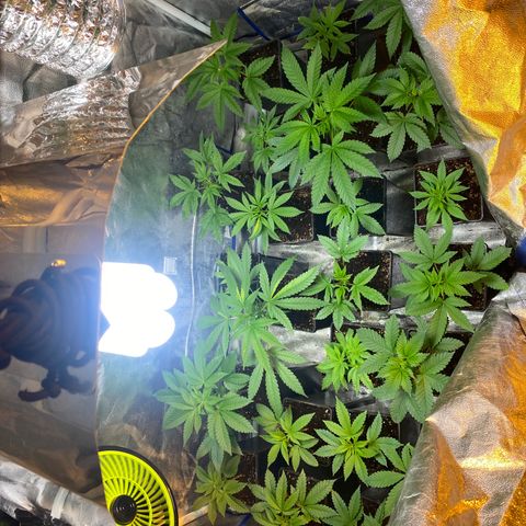 Shark Widow growlog timeline photo