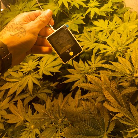 Shark Widow growlog timeline photo