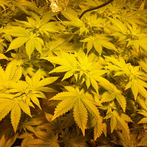 Shark Widow growlog timeline photo