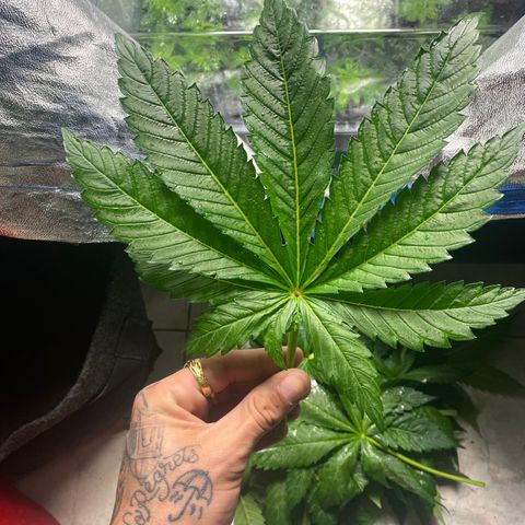 Shark Widow growlog timeline photo