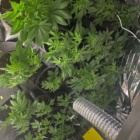 Shark Widow growlog timeline photo