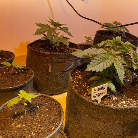 Shark Widow growlog timeline photo