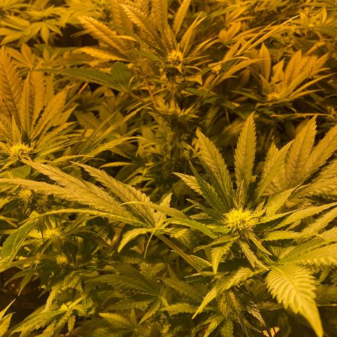 Shark Widow growlog timeline photo