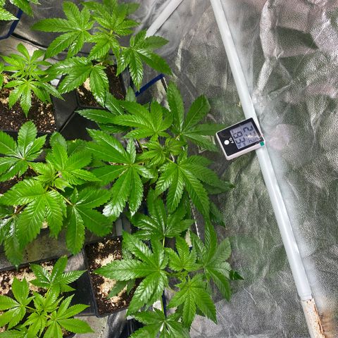 Shark Widow growlog timeline photo