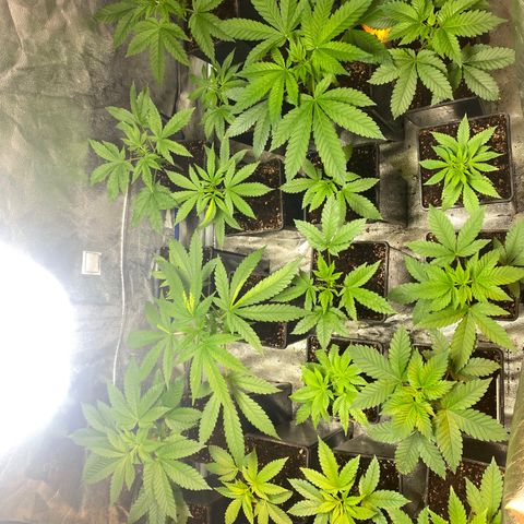 Shark Widow growlog timeline photo