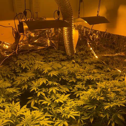 Shark Widow growlog timeline photo