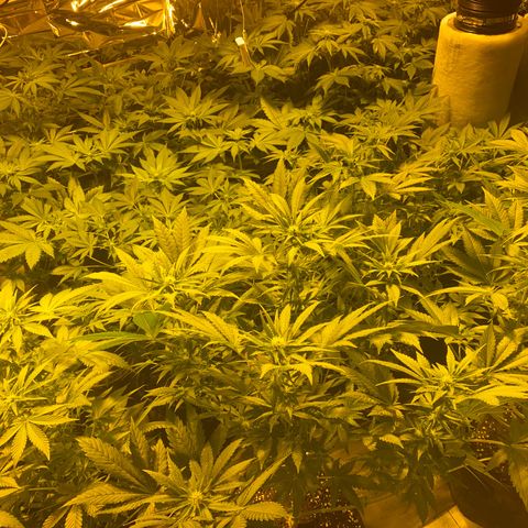 Shark Widow growlog timeline photo