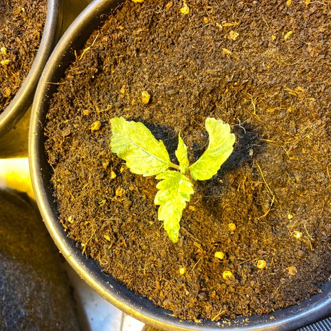 Shark Widow growlog timeline photo