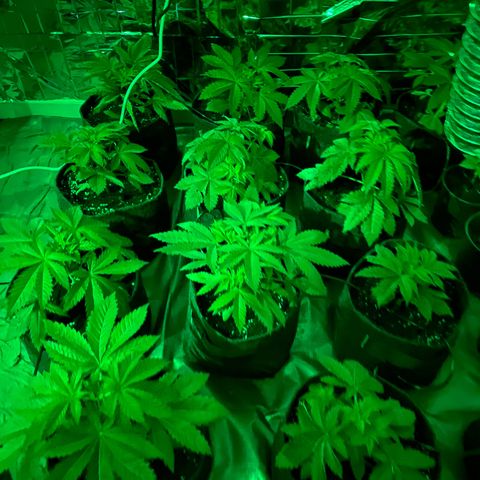 Shark Widow growlog photo: Passage floraison 