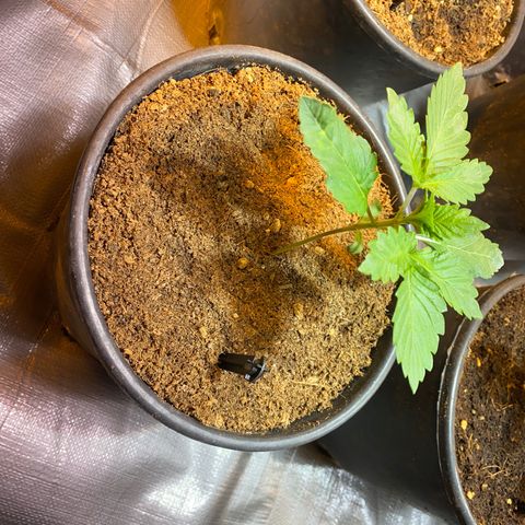 Shark Widow growlog timeline photo