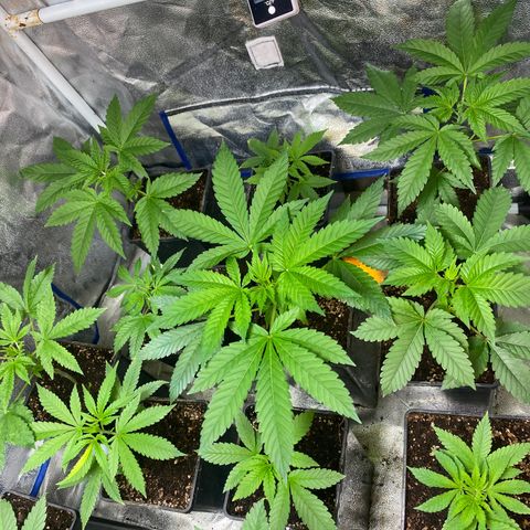 Shark Widow growlog timeline photo