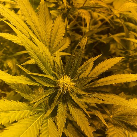 Shark Widow growlog timeline photo