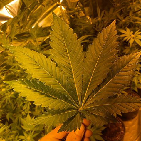 Shark Widow growlog timeline photo