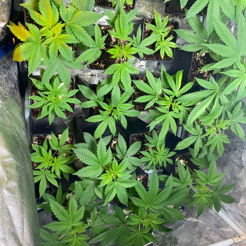 Shark Widow growlog timeline photo