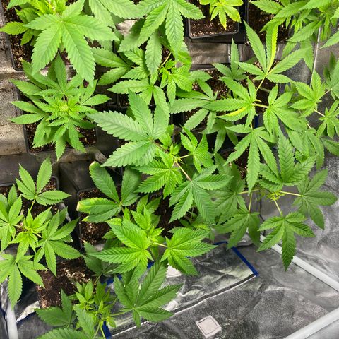 Shark Widow growlog timeline photo