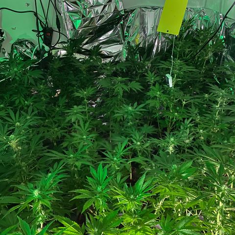 Shark Widow growlog timeline photo