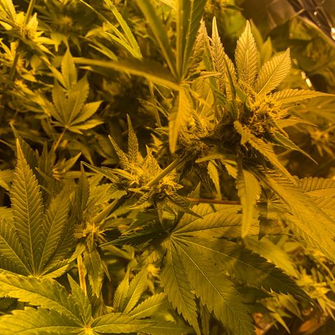 Shark Widow growlog timeline photo